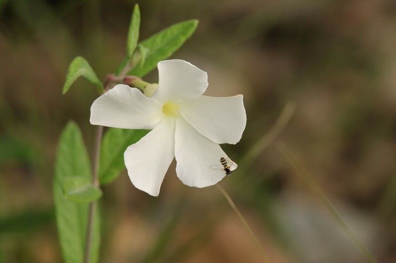Davis Mountain Rocktrumpet photo 3