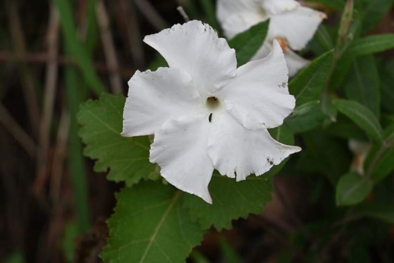 Davis Mountain Rocktrumpet photo 4