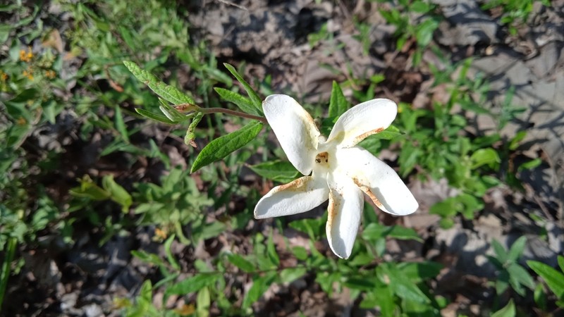 Davis Mountain Rocktrumpet photo 5