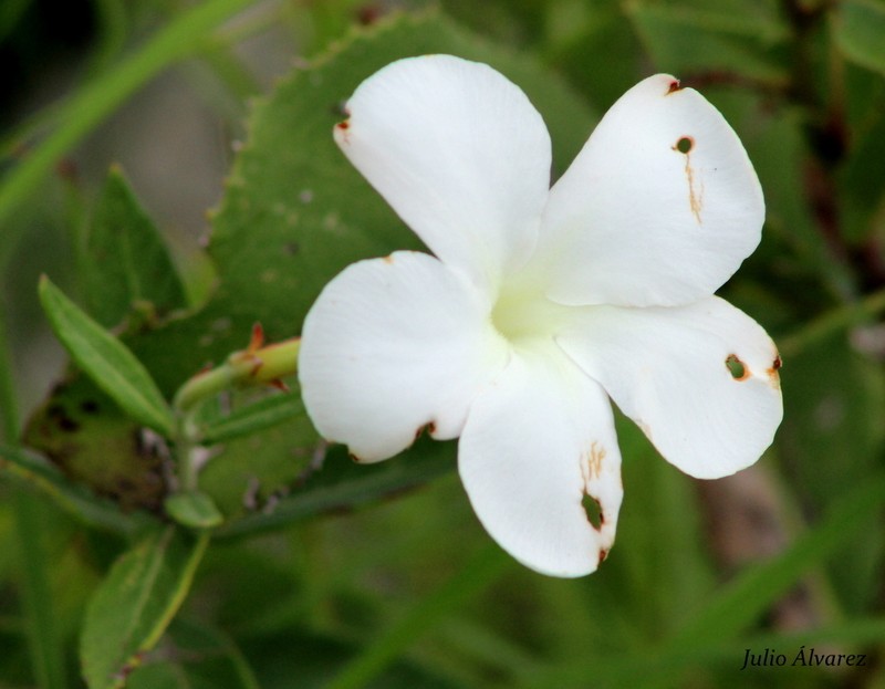 Davis Mountain Rocktrumpet photo 6