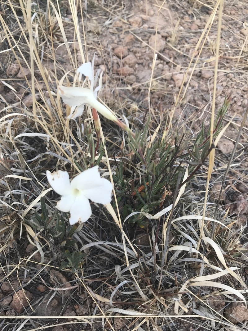 Davis Mountain Rocktrumpet photo 7