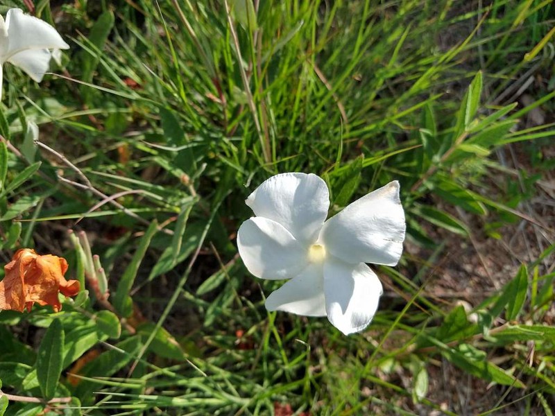Davis Mountain Rocktrumpet photo 8