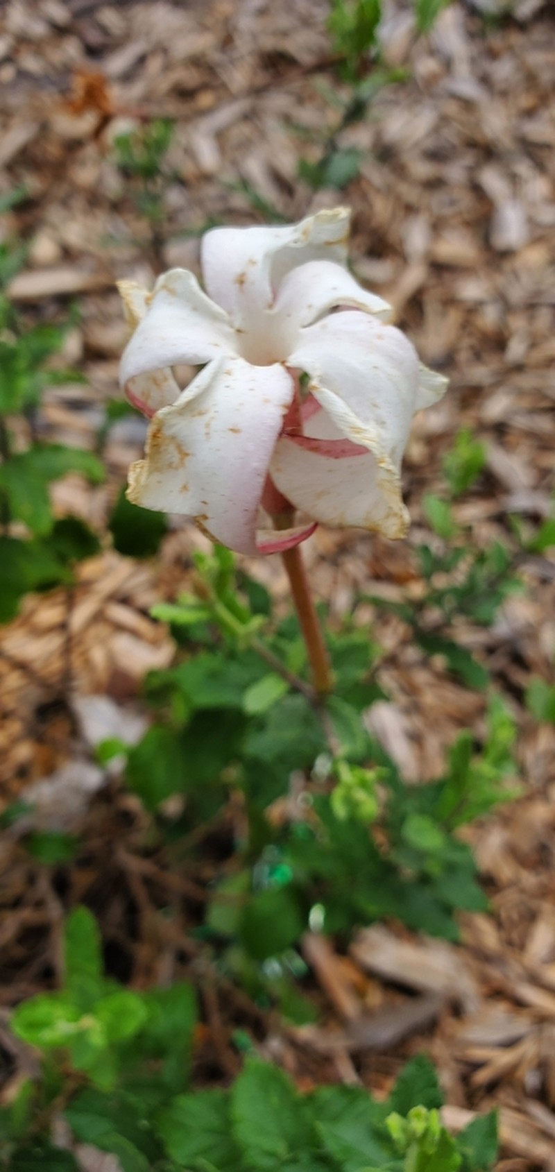 Plateau Rocktrumpet