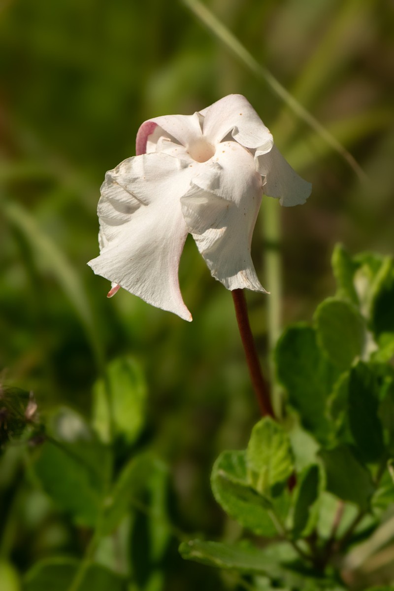 Plateau Rocktrumpet photo 2