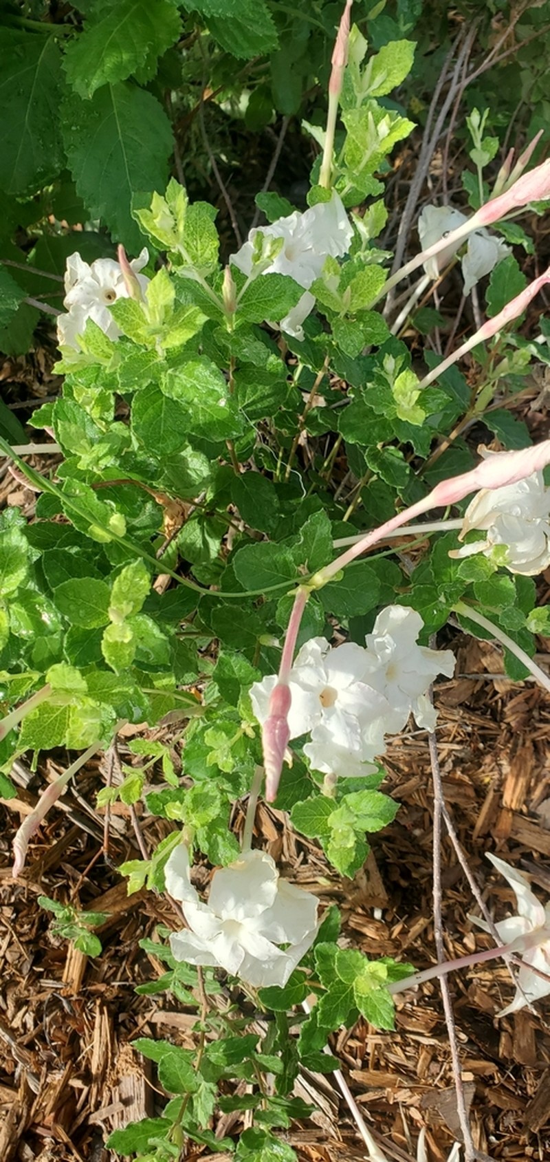 Plateau Rocktrumpet photo 3