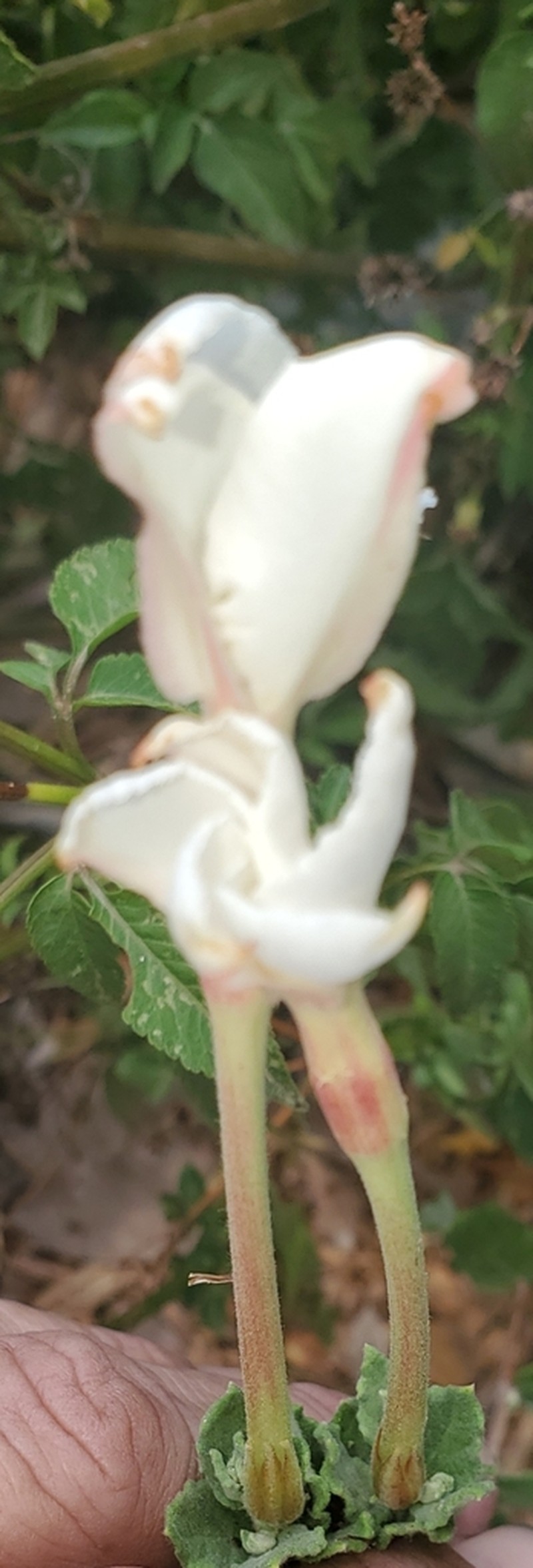 Plateau Rocktrumpet photo 4