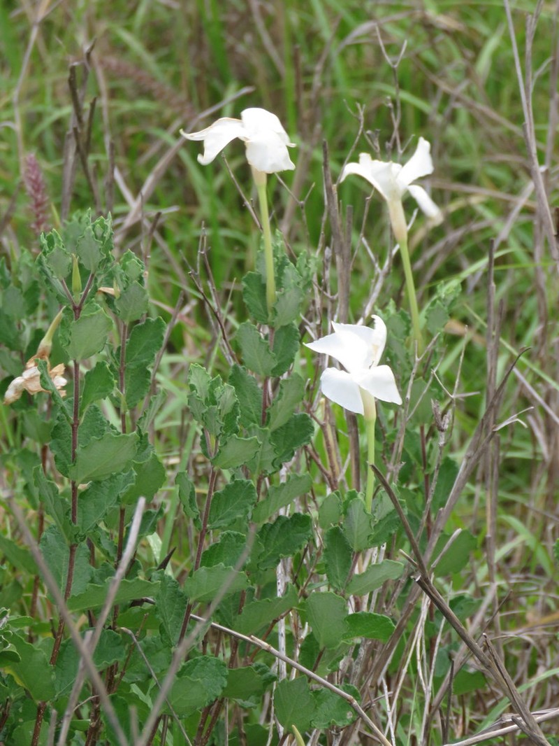 Plateau Rocktrumpet photo 5