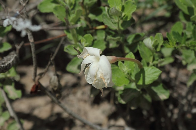 Plateau Rocktrumpet photo 6