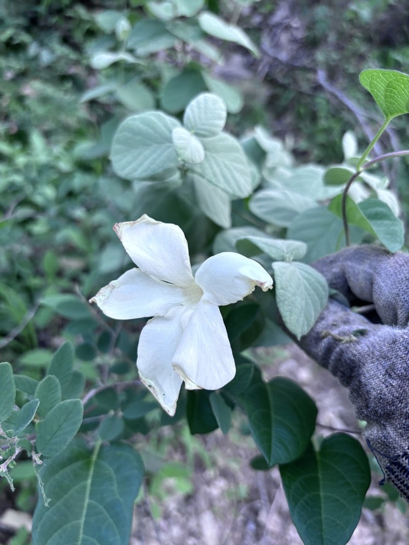 Plateau Rocktrumpet photo 7