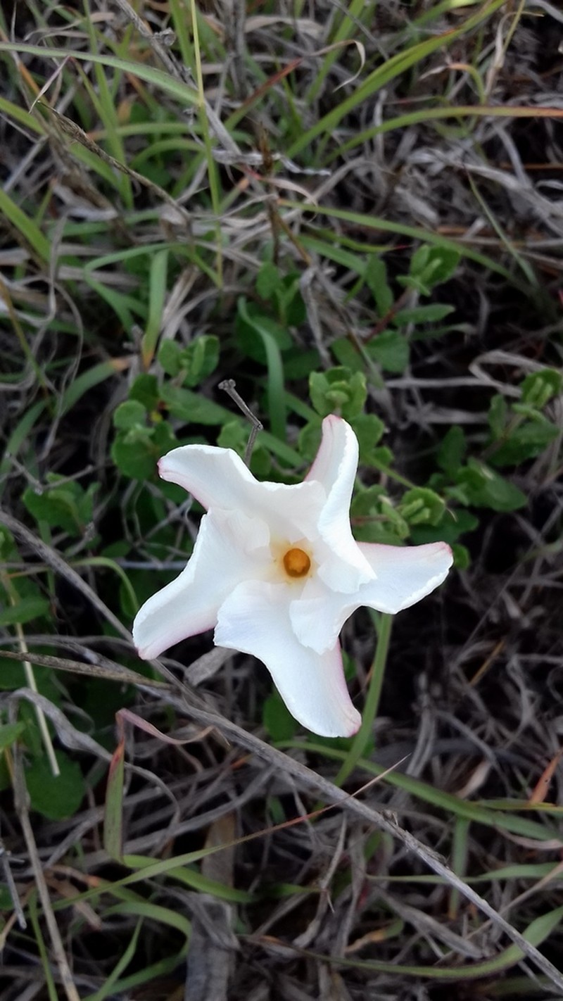 Plateau Rocktrumpet photo 8