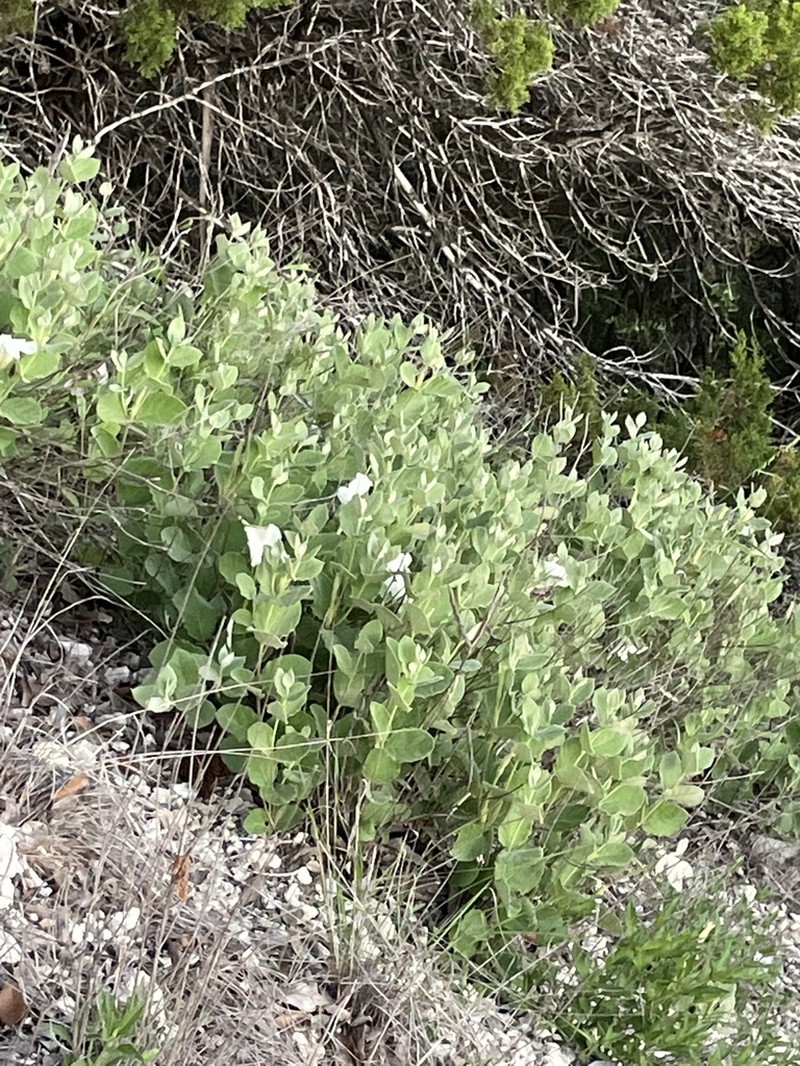 Plateau Rocktrumpet