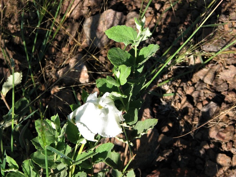 Plateau Rocktrumpet photo 2