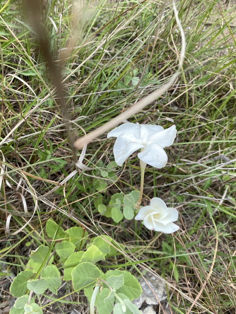 Plateau Rocktrumpet photo 3