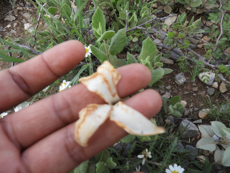 Plateau Rocktrumpet photo 4