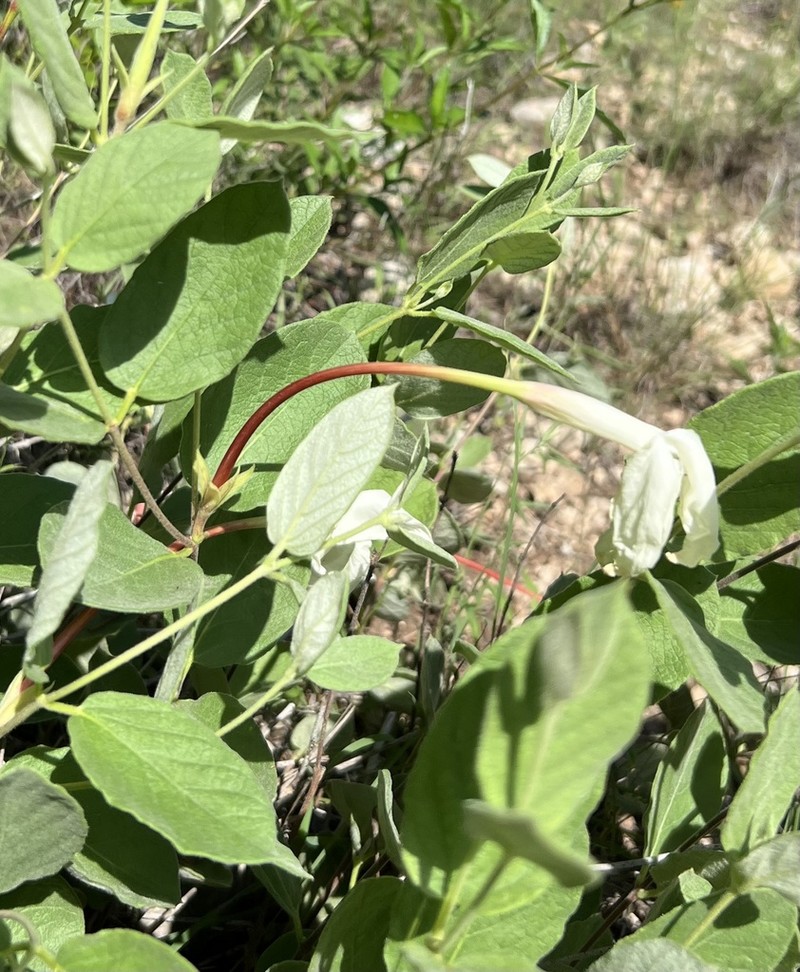 Plateau Rocktrumpet photo 5