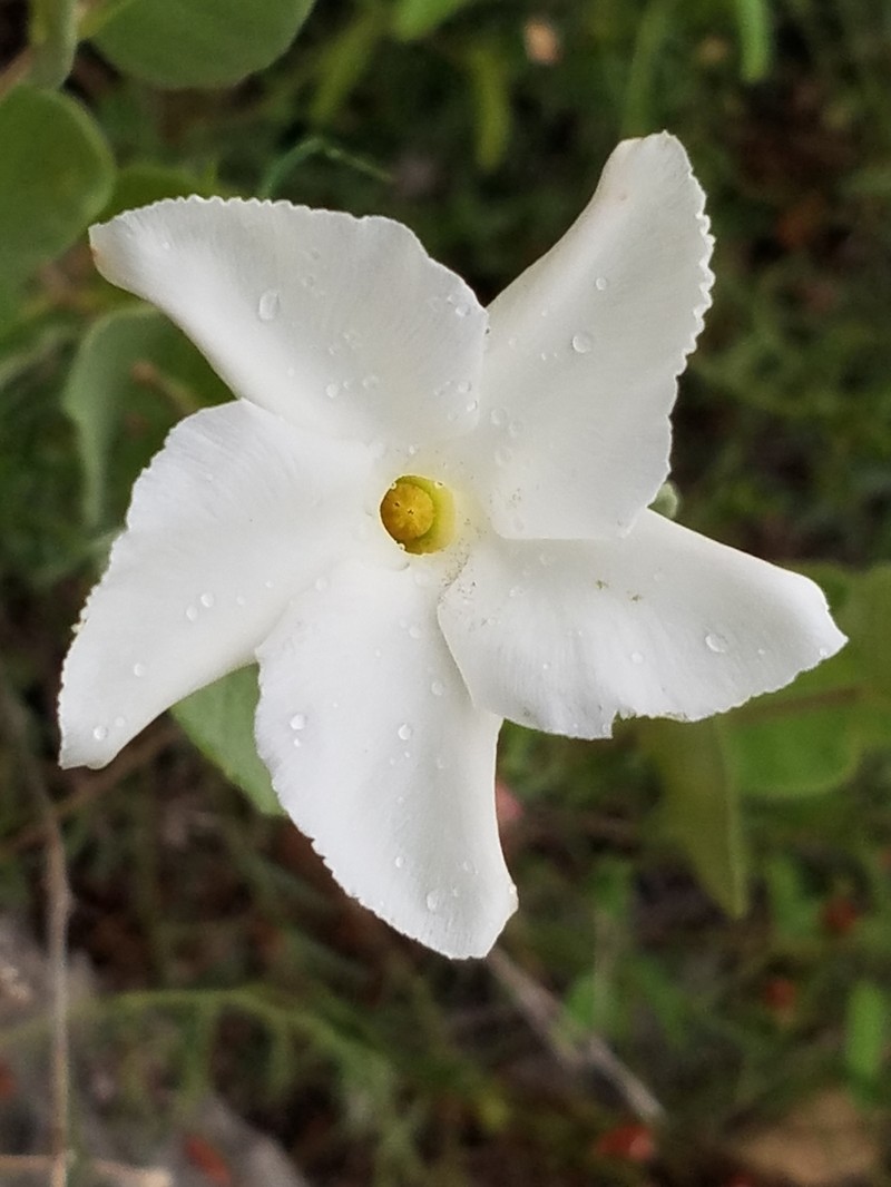 Plateau Rocktrumpet photo 6