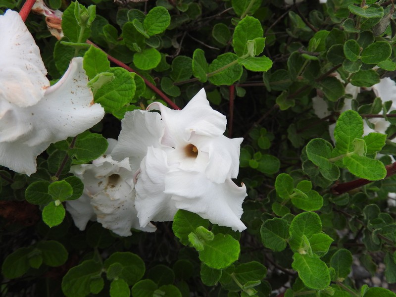 Plateau Rocktrumpet photo 7