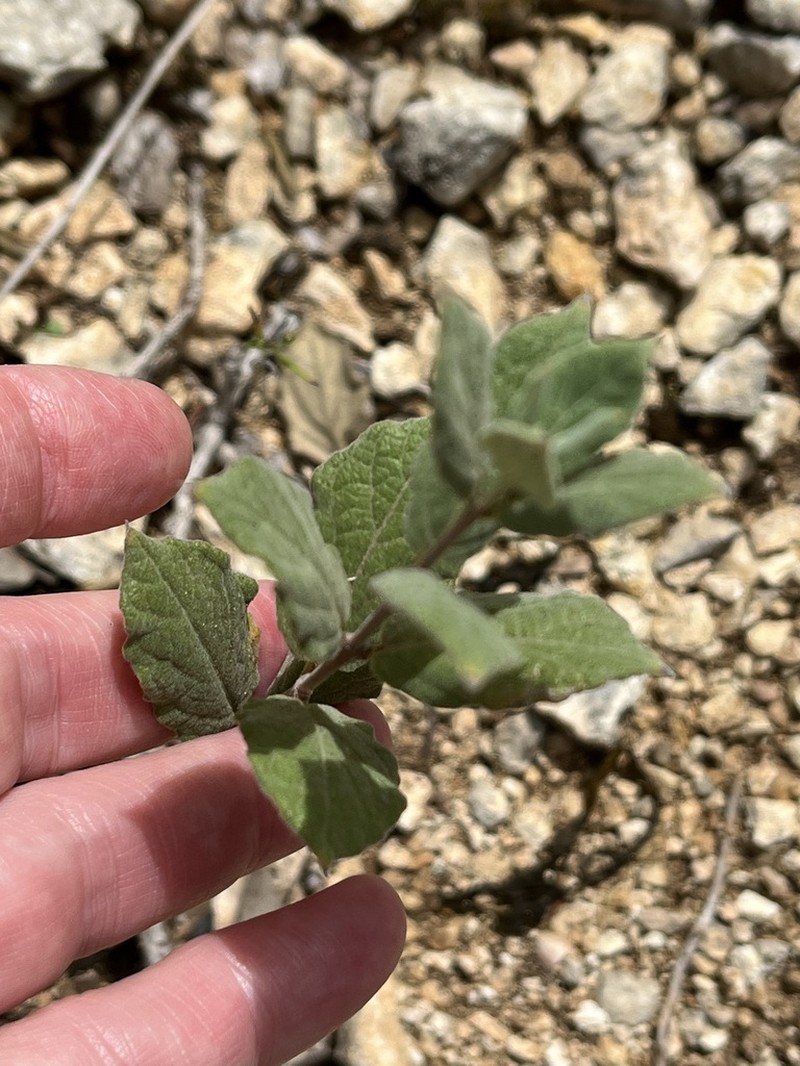 Plateau Rocktrumpet photo 8