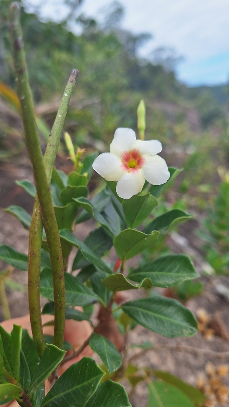 Mandevilla obovata