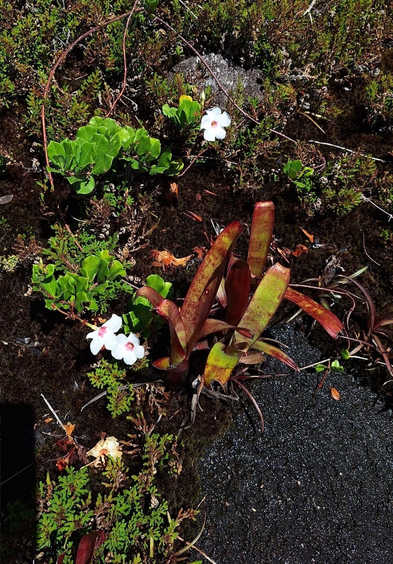 Mandevilla obovata photo 2