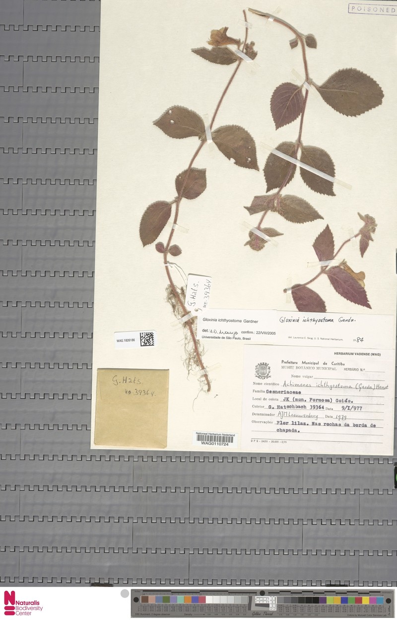 Mandirola ichthyostoma photo 3