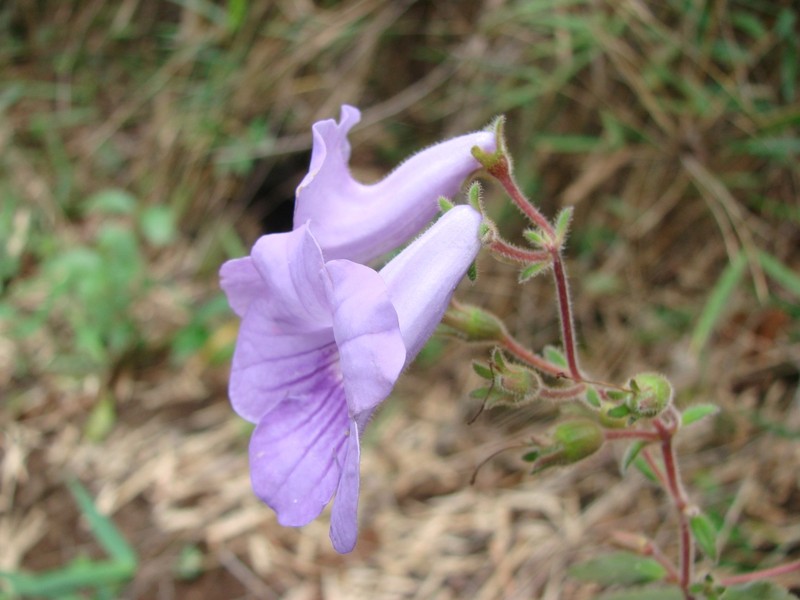 Mandirola ichthyostoma