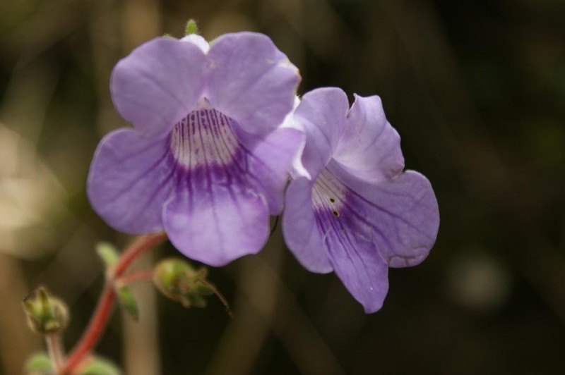 Mandirola ichthyostoma photo 4