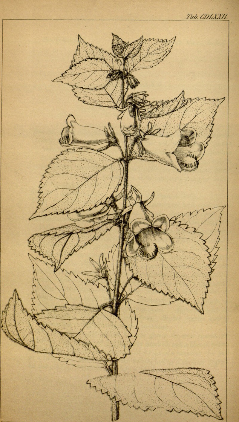 Mandirola ichthyostoma photo 5