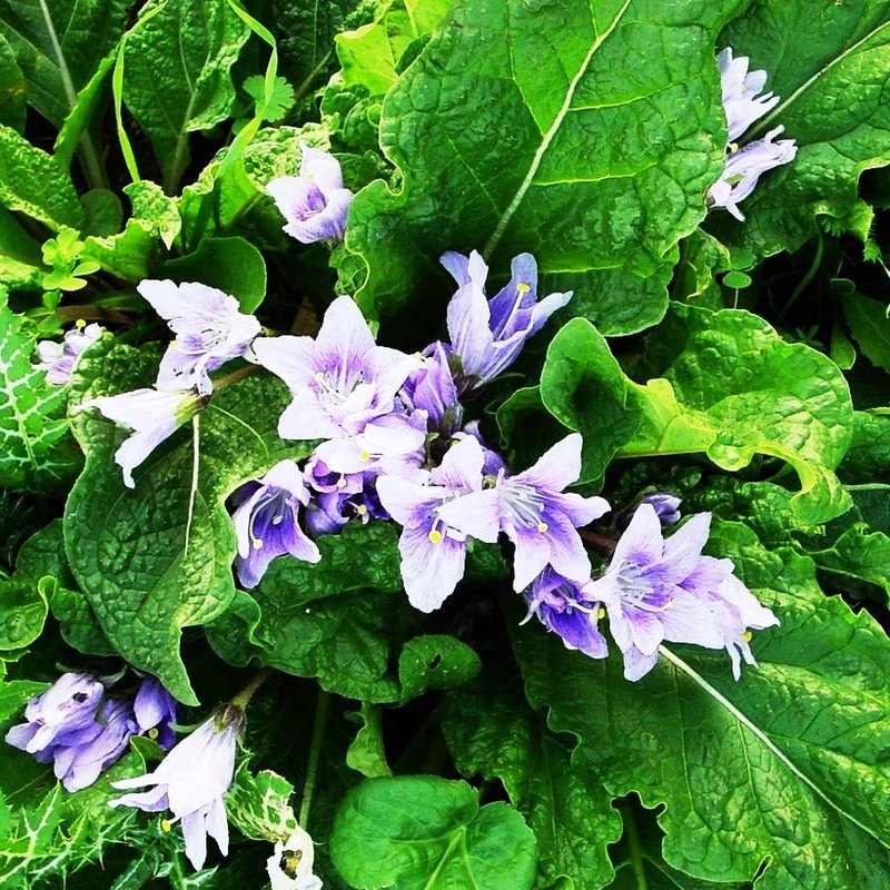 Mandrake