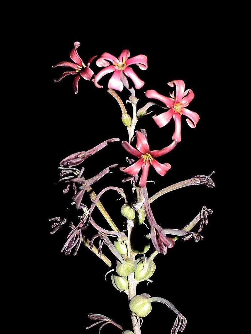 Longflower Tuberose