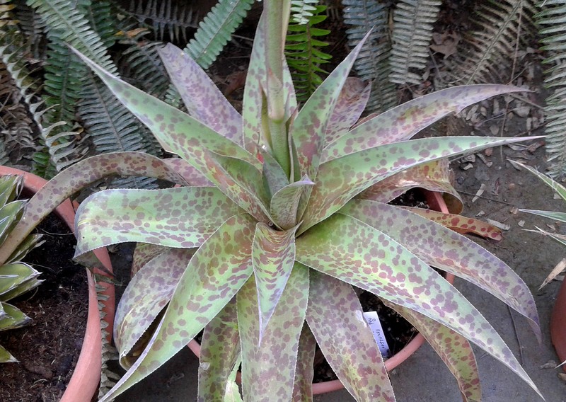 Spice Lily photo 4