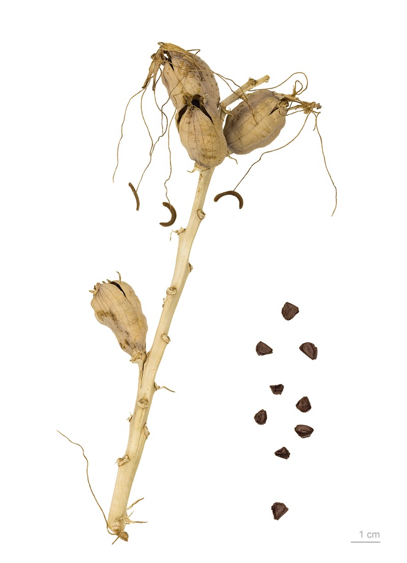 Spice Lily photo 5