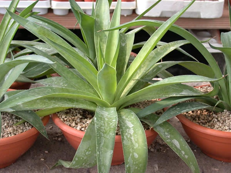 Spice Lily photo 2