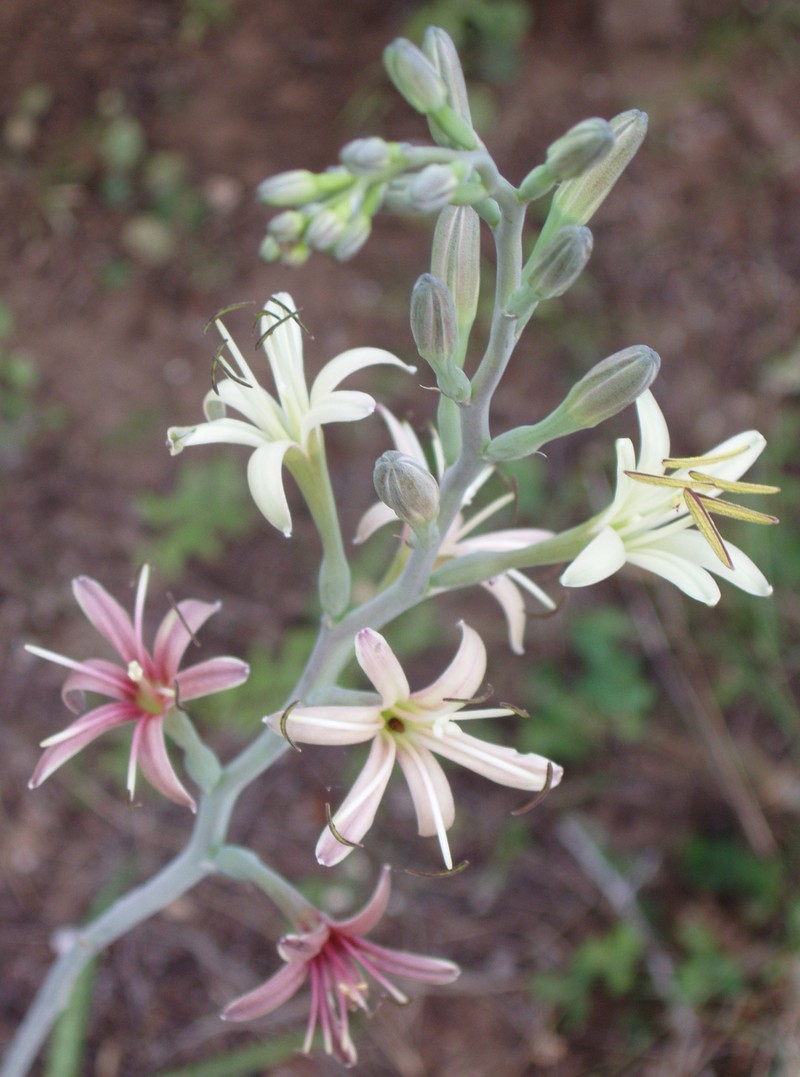 Spice Lily photo 3