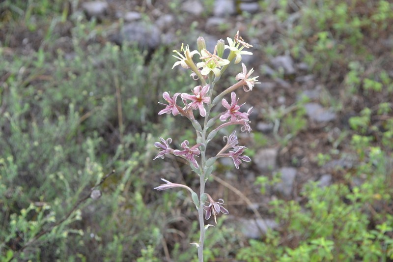 Spice Lily photo 5