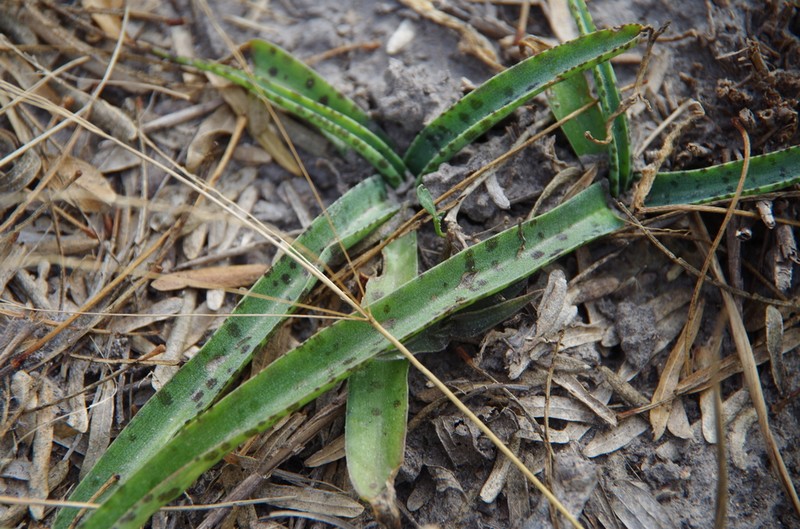 Spice Lily photo 6