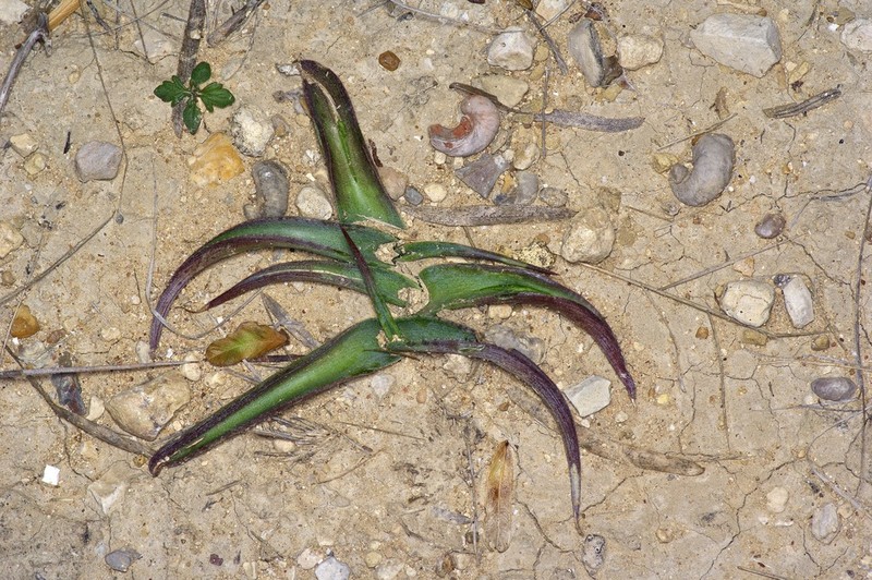 Spice Lily photo 7