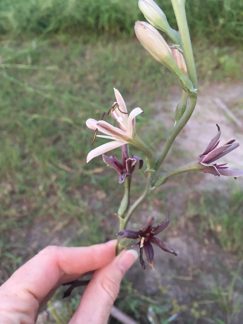 Spice Lily photo 8