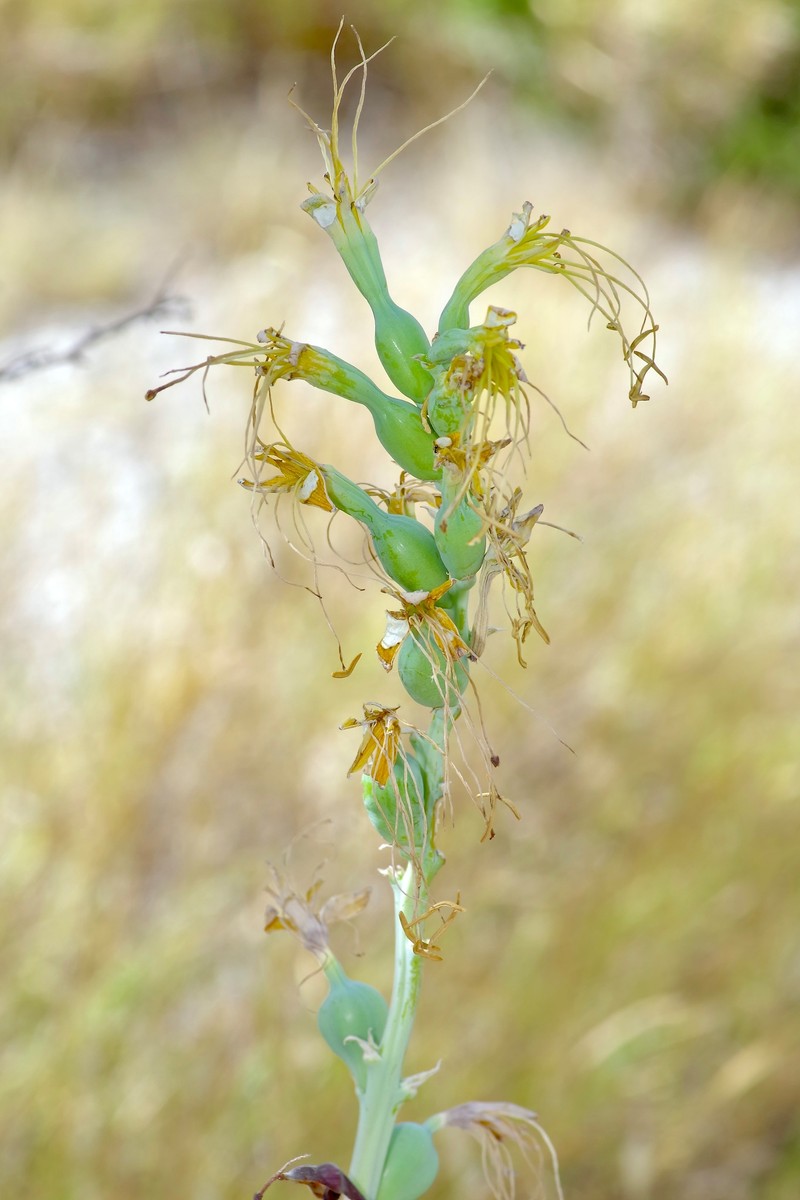 Siler's Tuberose