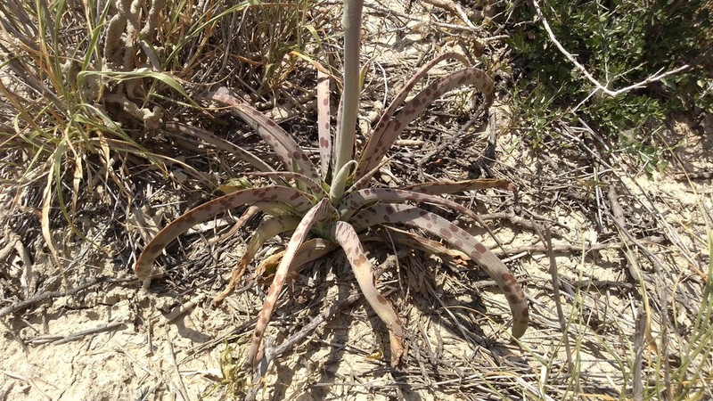Siler's Tuberose photo 4