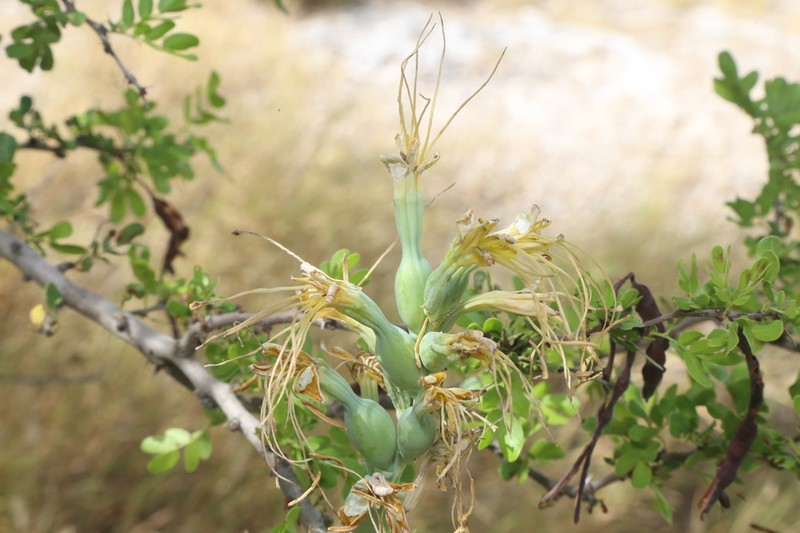 Siler's Tuberose photo 5