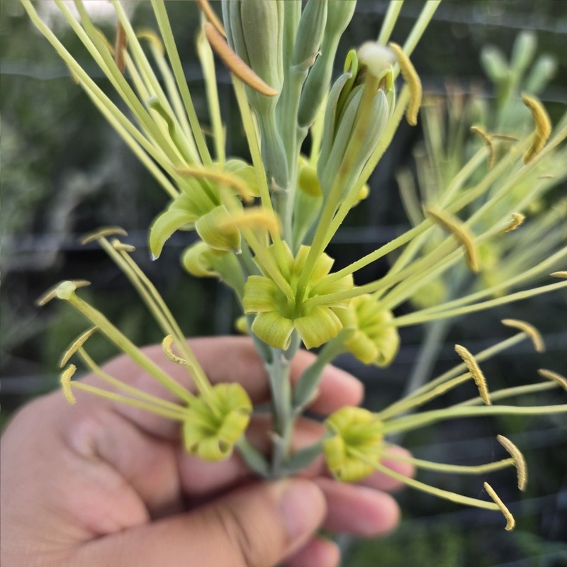 Siler's Tuberose photo 6