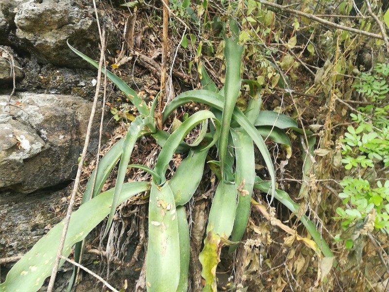 Mottled Tuberose photo 2