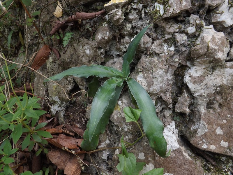 Mottled Tuberose photo 3