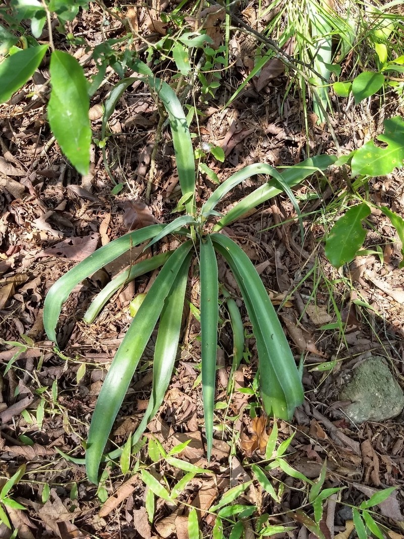 Mottled Tuberose photo 4
