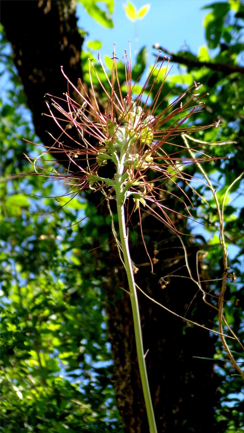 Mottled Tuberose photo 5