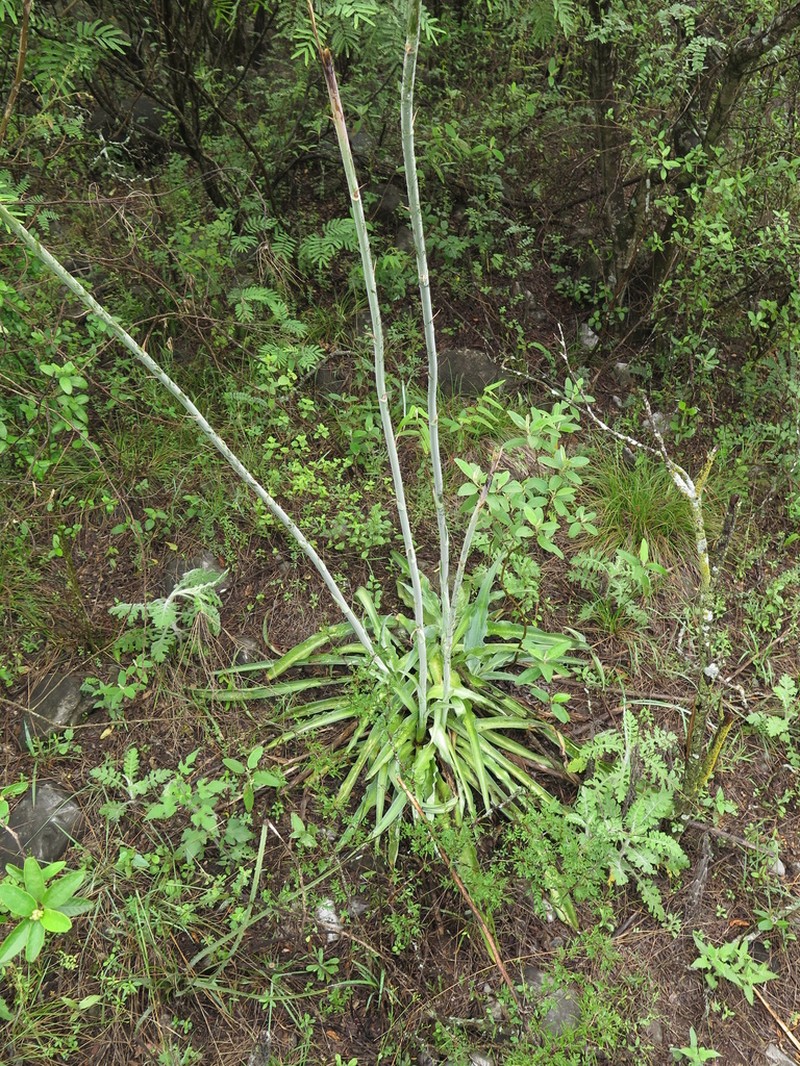 Mottled Tuberose photo 6