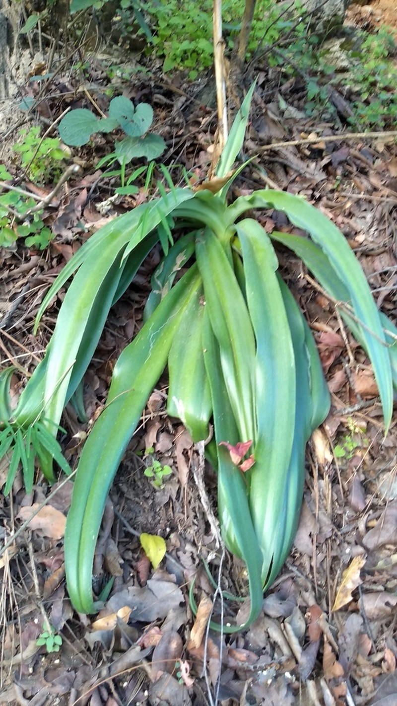 Mottled Tuberose photo 7