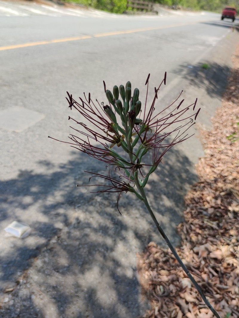 Mottled Tuberose photo 8