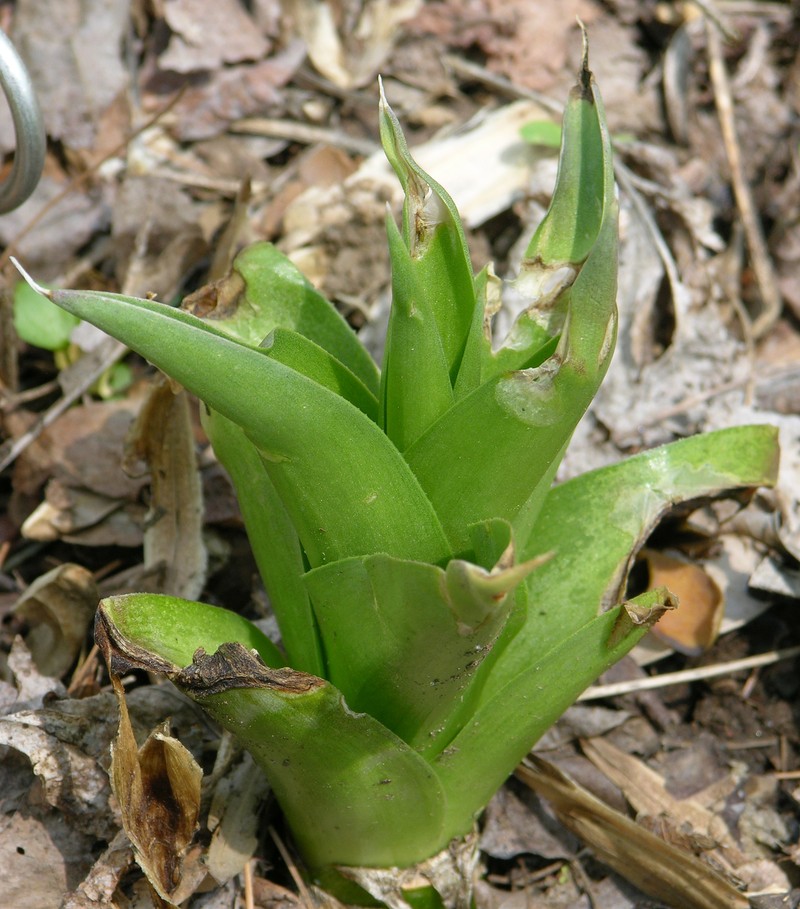 False Aloe